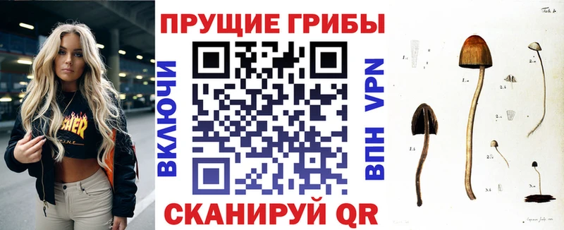 Купить где  Ивдель  Галлюциногенные грибы Psilocybe 